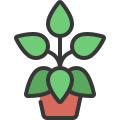 Peperomia icon