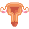 Uterus icon