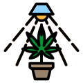 大麻叶 icon