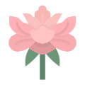 Peony icon