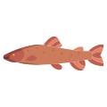Trout Fish icon
