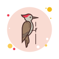 Woodpecker icon