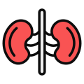 Kidney icon