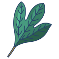 Sassafras icon