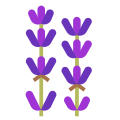 Lavender icon