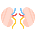 Kidneys icon