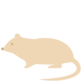 Jahr der Ratte icon