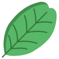 Carob Tree Leaf icon