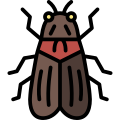 Cicada icon