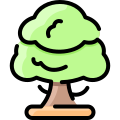 Sycamore icon