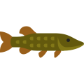 brochet icon