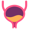 Bladder icon