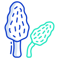 Morel Mushroom icon