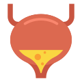 Bladder icon