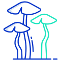 Brown Cap Boletus icon