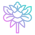 Peony icon