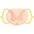 Anatomy icon