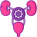 Urinary Tract icon