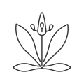 Plantain icon