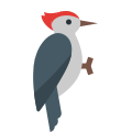 啄木鸟 icon