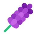 lavanda icon