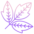 Box Elder Leaf icon