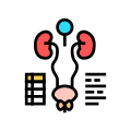 Examining Genitourinary System icon