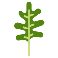 Arugula icon