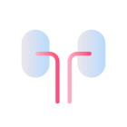 Kidneys icon