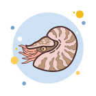 nautilo icon