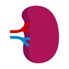 Spleen icon