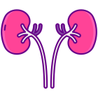 Kidneys icon