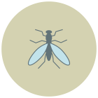 Fliege icon