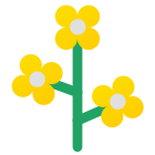 キャノーラ icon