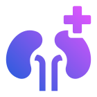 Kidneys icon