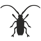 Longhorn Beetle icon