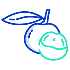 Longan icon