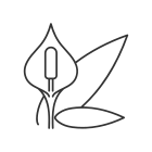 Spathiphyllum icon