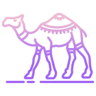 Dromedary icon