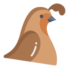 Quail icon