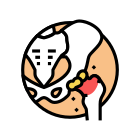 Articular Cartilage icon
