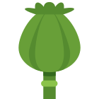 Opium Poppy icon