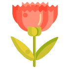 Carnation icon