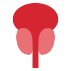 前列腺 icon