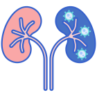 Kidneys icon