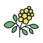 Elderflower icon