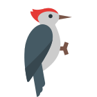 pájaro carpintero icon