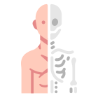 Anatomy icon