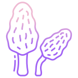 Morel Mushrooms icon