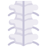 Anatomy icon